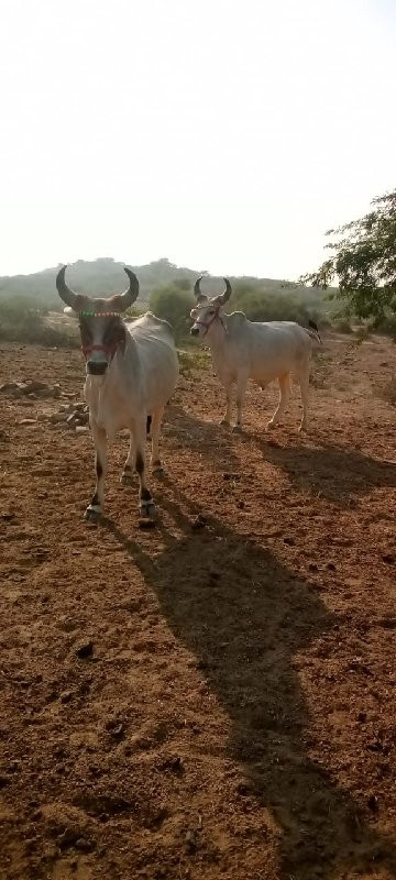 ગોઢલા વેચવાના છ...