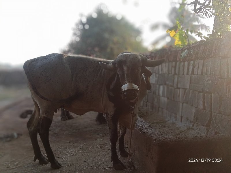 ગાય વેચવાની છે