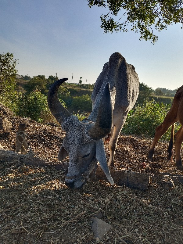 ગોઢલો