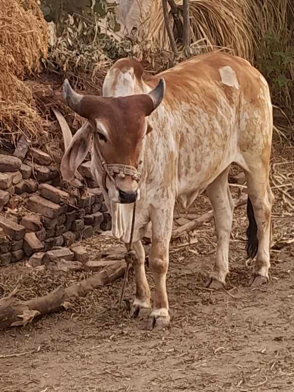 ગોઢલા