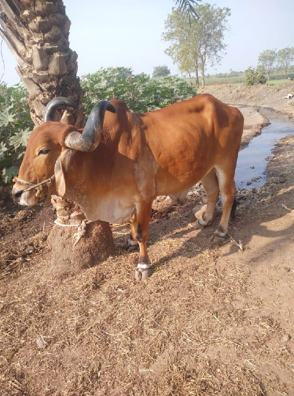 સાટાકરવાનાસેમોટ...