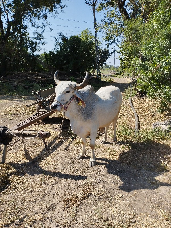 ગોઢલો બધેય હાલત...