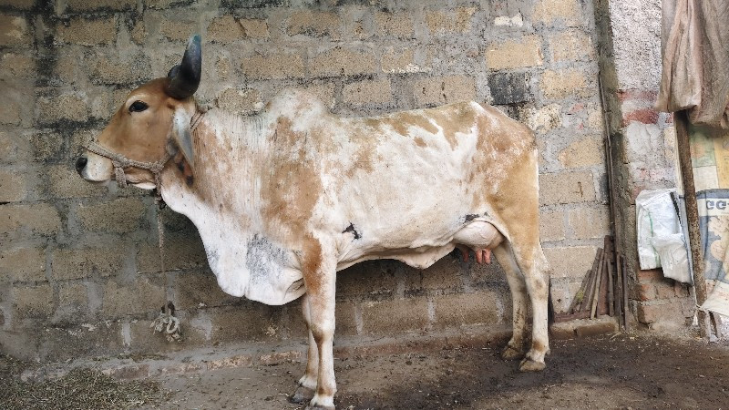 ગાય વેચવાની છે