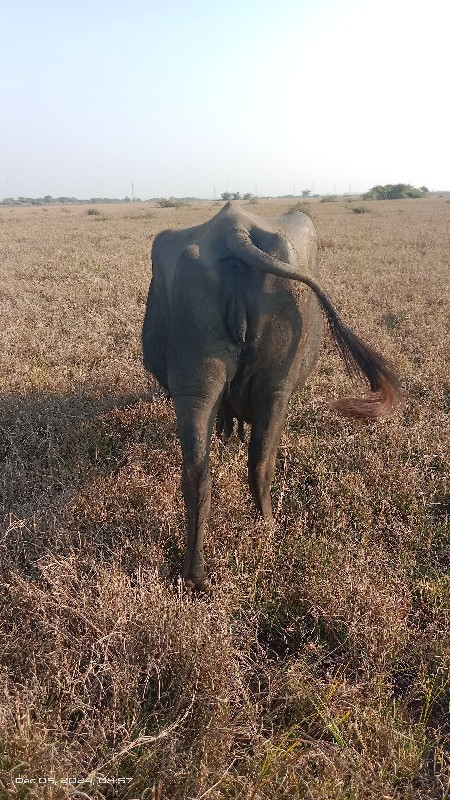 ભેંશ વેચવાની છે