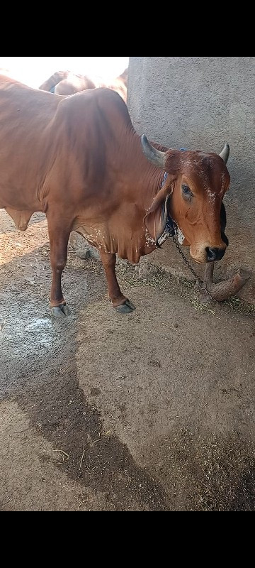 વેચવાની સે