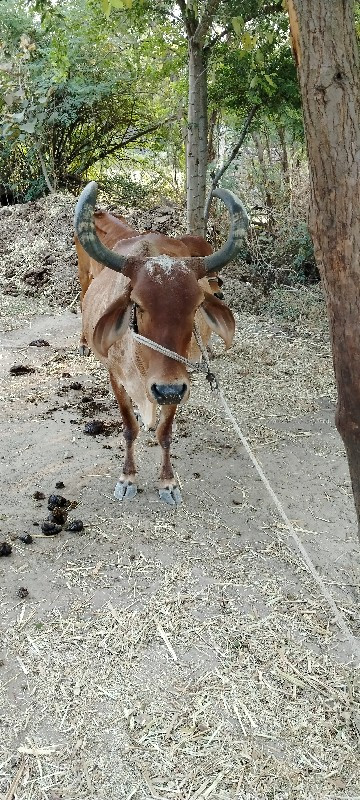 ગાય વેચવાની 3 વ...