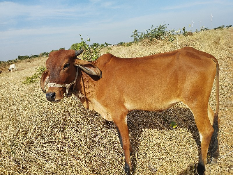 જર્સી અને લાલ ક...