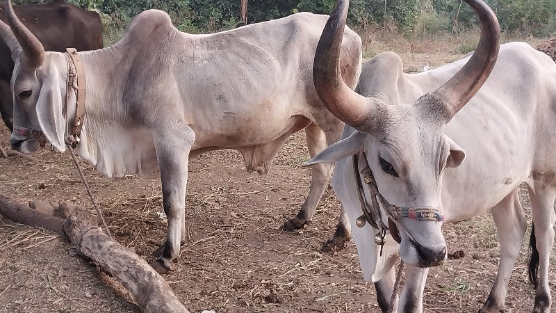 વઢીયારા