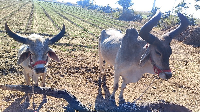 આ બળદ બે વેચવાન...