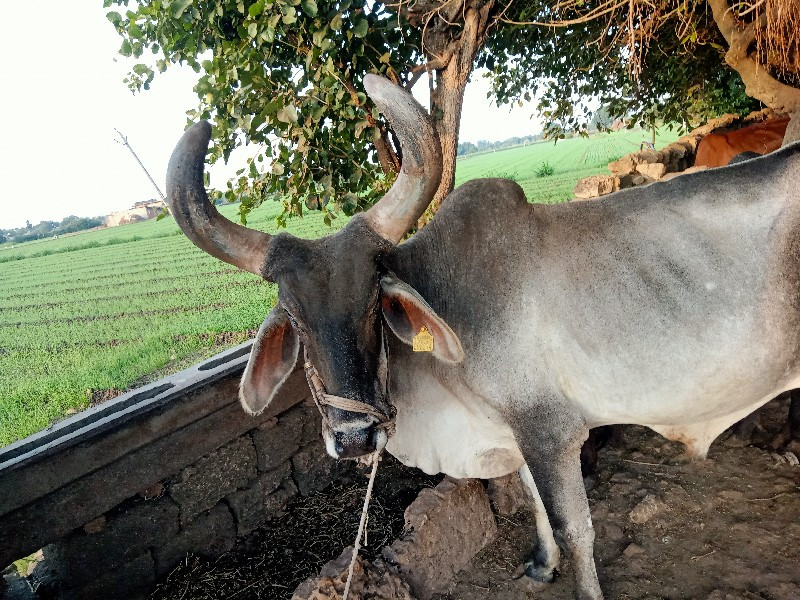 બળદ વેશવાનો શે