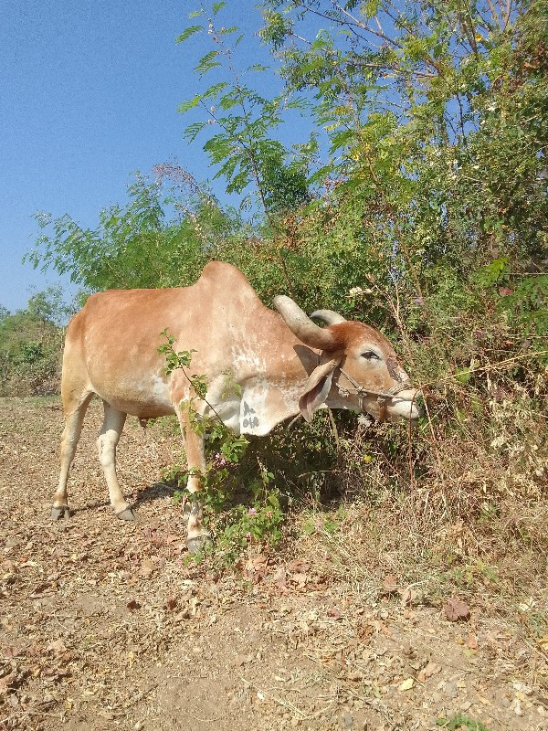 ગોઢલા વેચવાના છ...