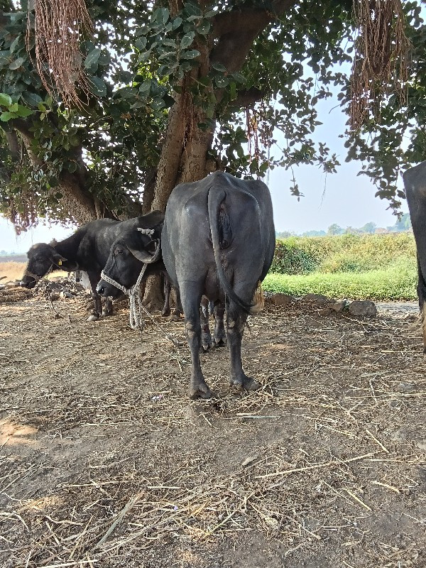 ભેંસ વેચવાની છે