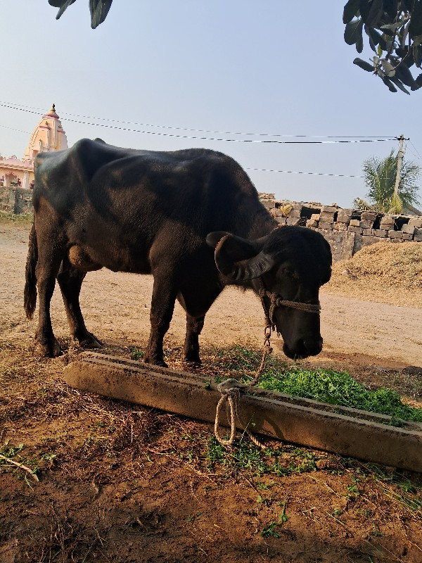 ભેસ વેચવાની છે