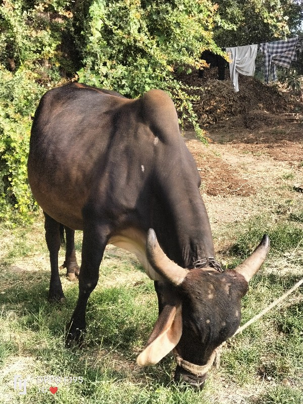 વેચવાની