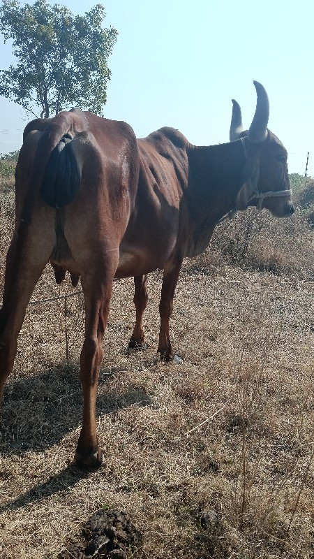 ગાય વેચવાની છે