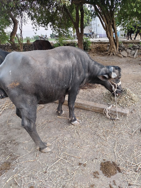 ભેંસ વેચવાની છે