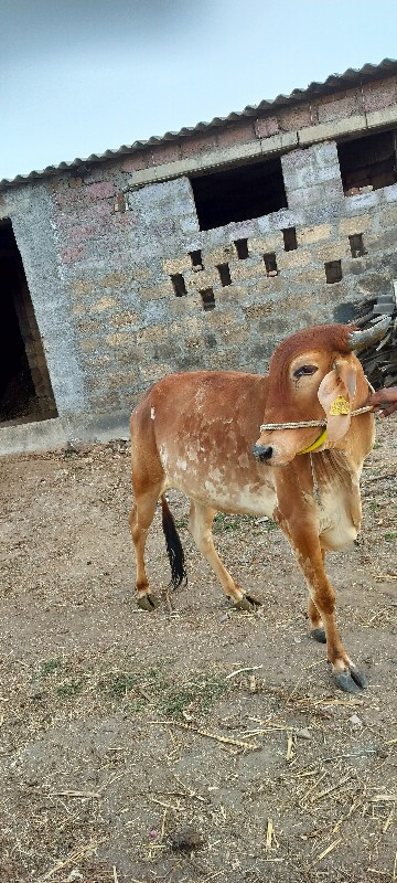 વાછડી વેચવાની છ...