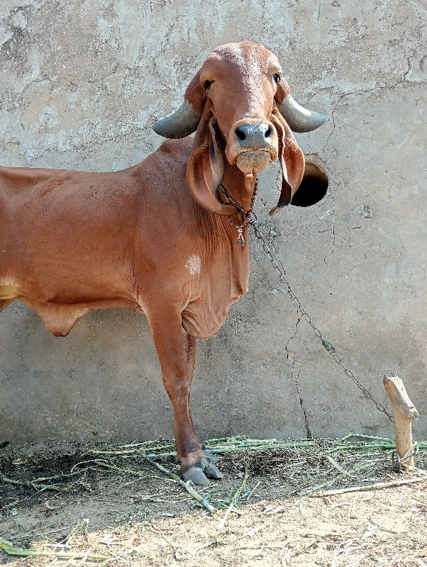 દેસી ગીર ઓડકી વ...