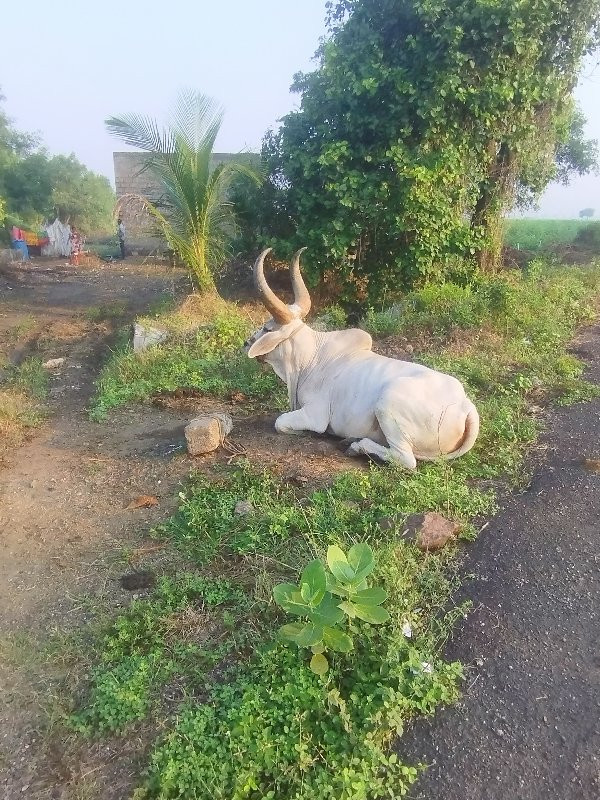 ગોઢલો