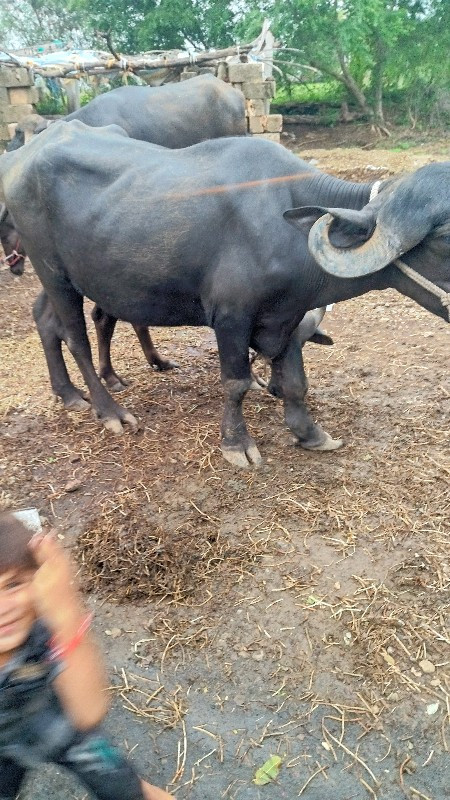 ખડેલી વેચવાની છ...