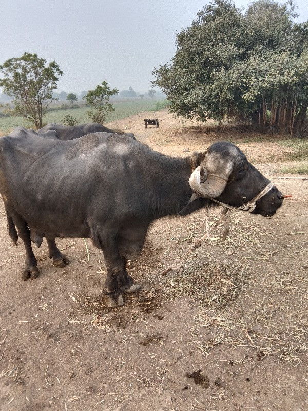 ભેંશ વેચવાની છે