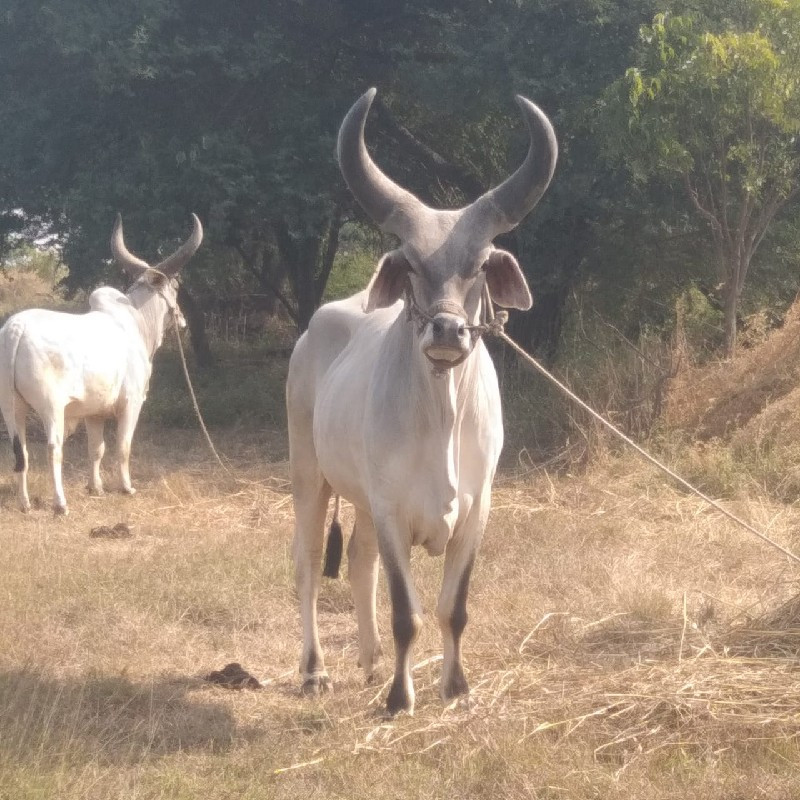 બળદ વેચવા ના સે