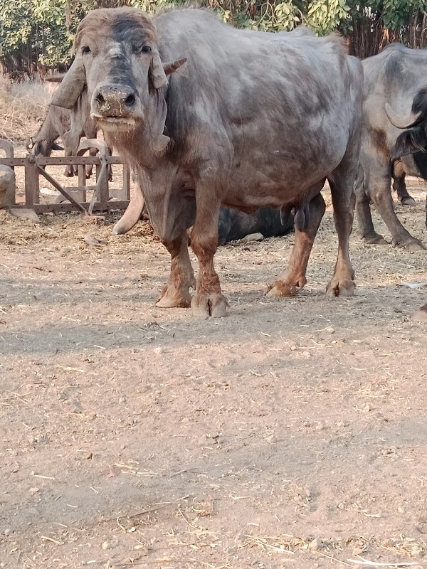 જવાબદારી થી દેવ...