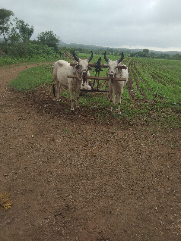 નાથાહમીરલાલકા