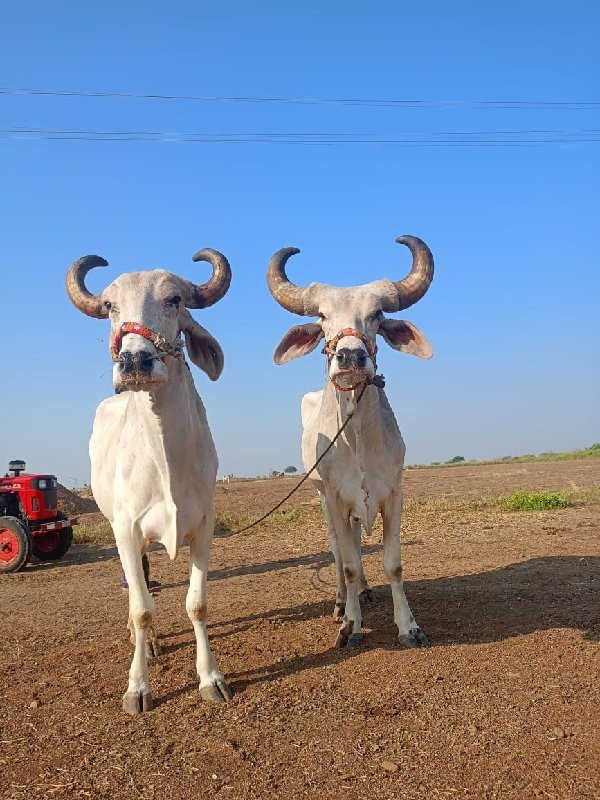 બળદ વેચવાના છે