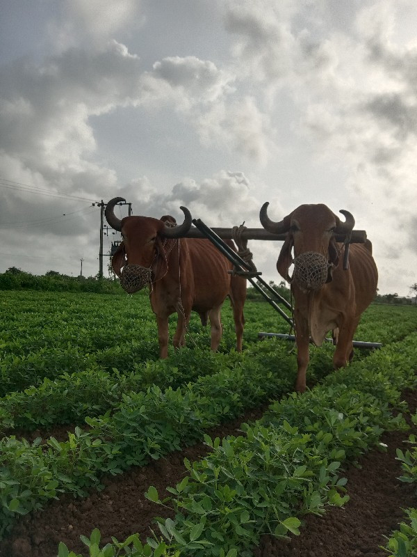 કિંમતમાં ફેરફાર...