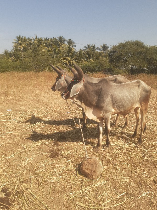 બલદીંં

ન