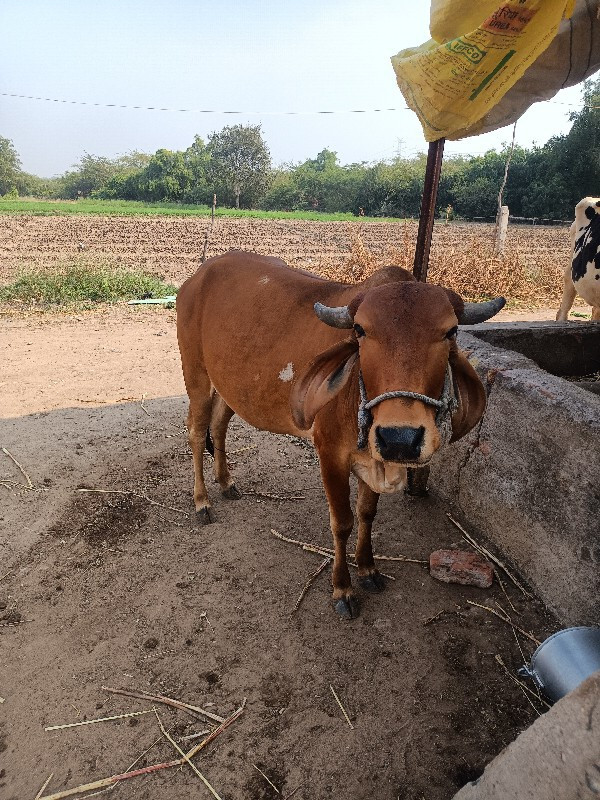 ગાય વેચવાની છે