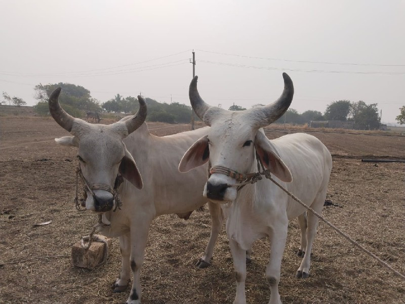 આ ધોધલા વેચવાના...