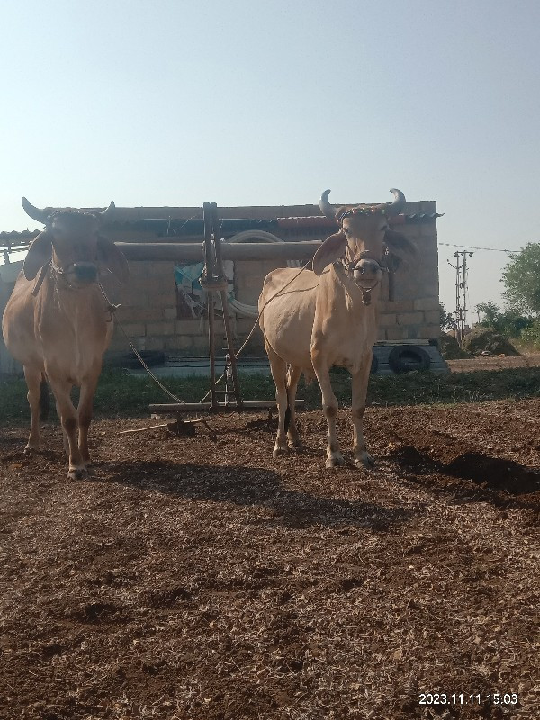 ગોઢલાવેશવાનાછે