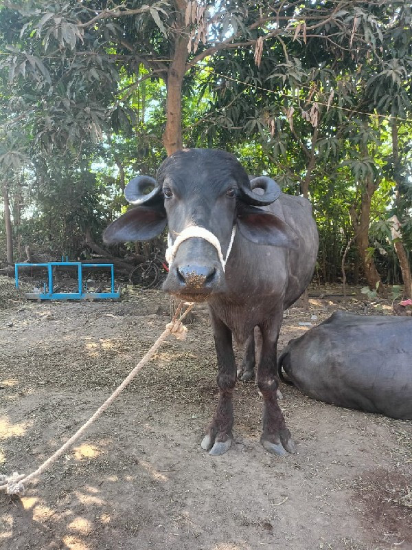 ખરેલું વેચવા નુ...