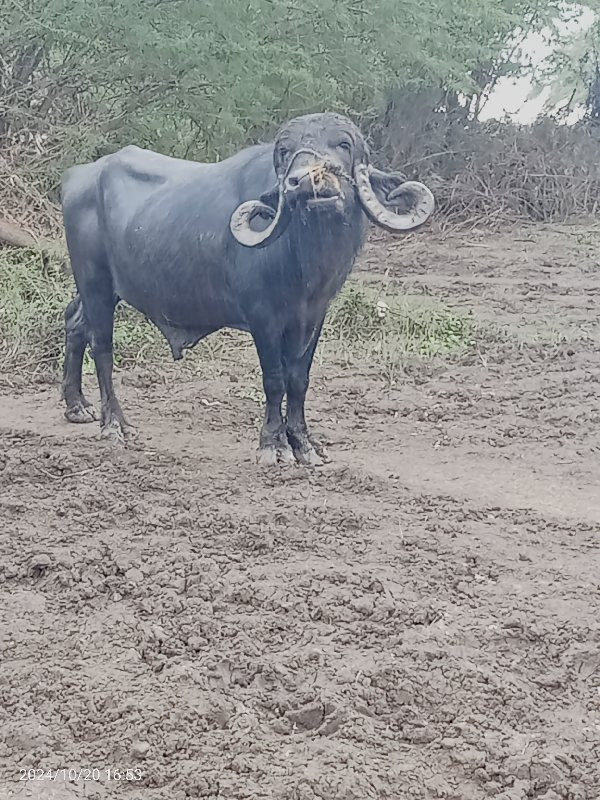 પાડો વેચવાનો છે