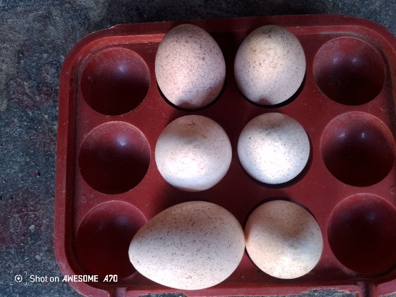 Tarki eggs