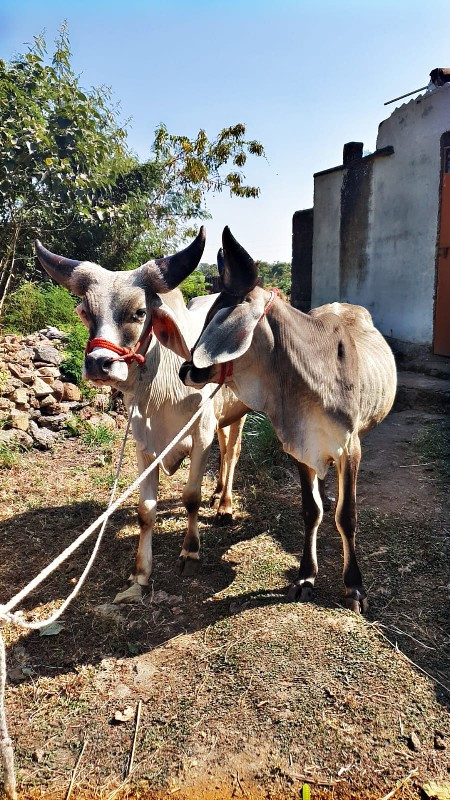 કચ્છ ના વાછરડા...