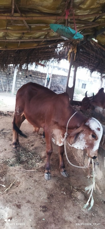 વાસડો  દેવાનો છ...