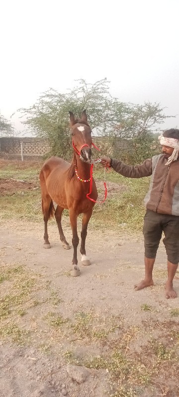 સિંધી નસલની ઘોડ...