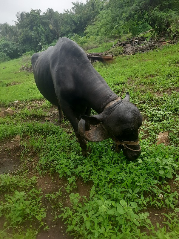 ભેંસ વેચવાની છે