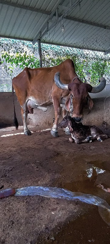 દેશી ગાય