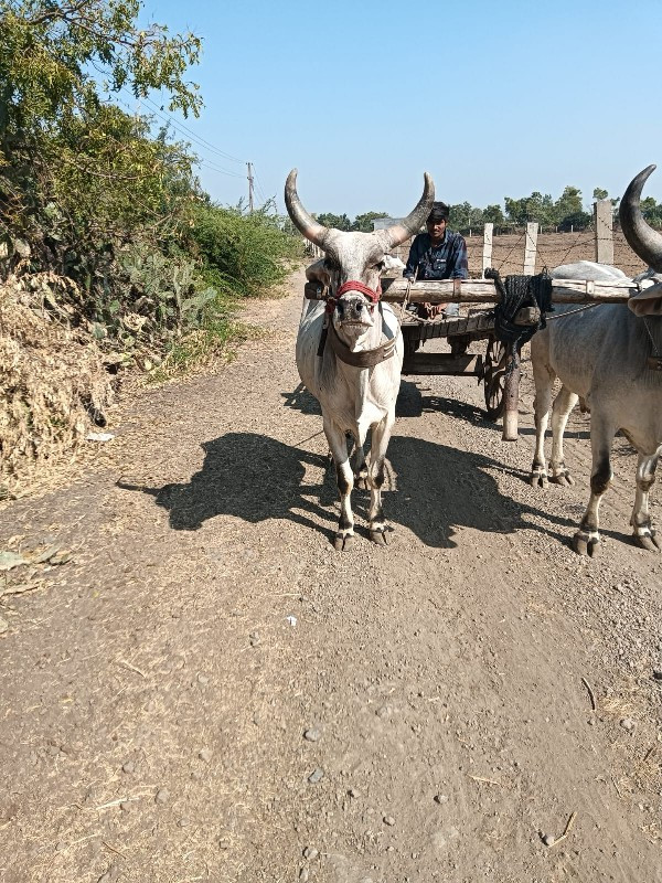 ગોઠવો વેચવાનોછે