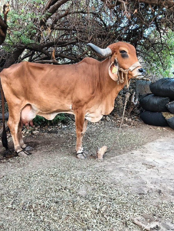 ગાય વેસવાની સે