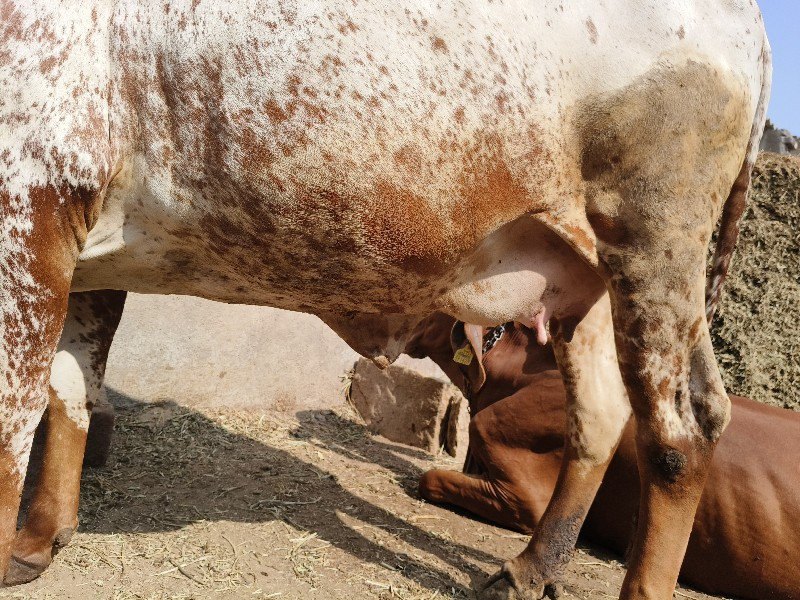 કાબરી ગાય