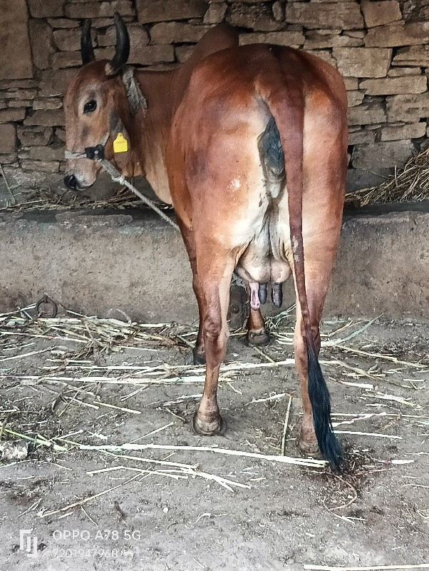 ગાય વેચવાની છે