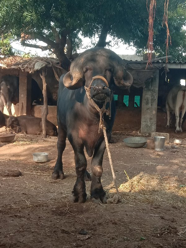 પાડો  વેચવાનું...