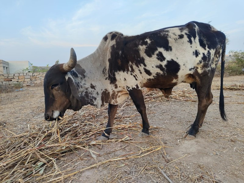 કાળી કાબ્રી ગાય...