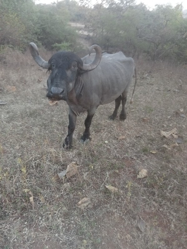 એક ગાભણી છે 4.મ...