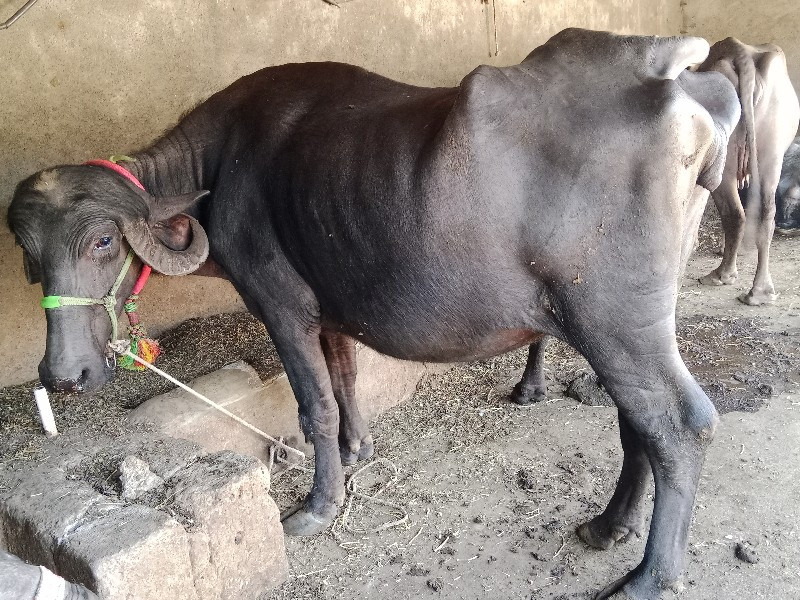 ભેંસુ વેચવાની છ...